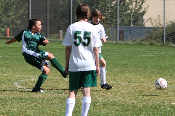 7010 Alligators GU12 091110