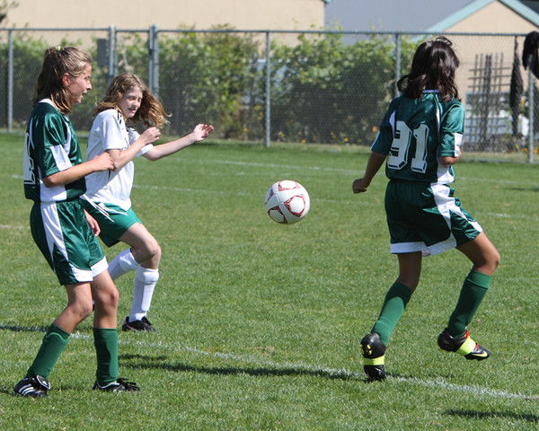 7025 Alligators GU12 091110