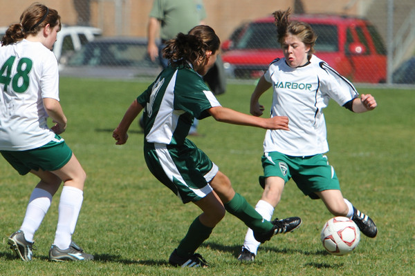 7056 Alligators GU12 091110