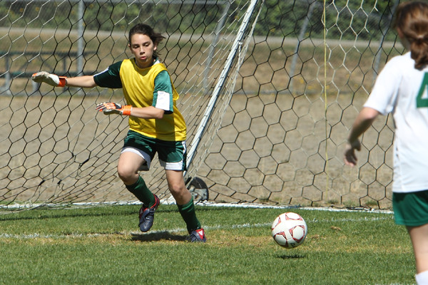 7092 Alligators GU12 091110